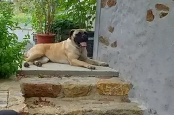 Chien perdu , photo : Chienne Bullmastiff Perdue
