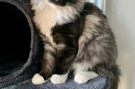 Animaux perdus Saint-Apollinaire, photo: Chat noir/blanc perdu, 4kg, St-Apollinaire