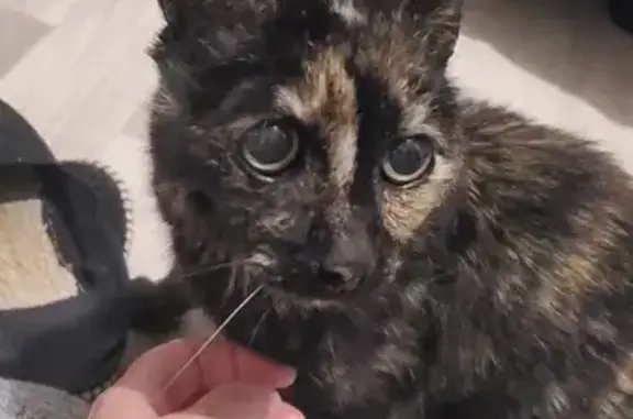 Chat trouvé Tarare, photo: Chatte tricolore maigre secourue