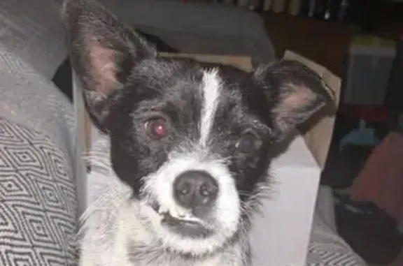 Chien Jack Russel trouvé à Roques - photo