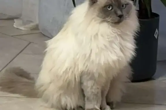 Animaux perdus Bourogne, photo: Chat Ragdoll bleu perdu à Bourogne