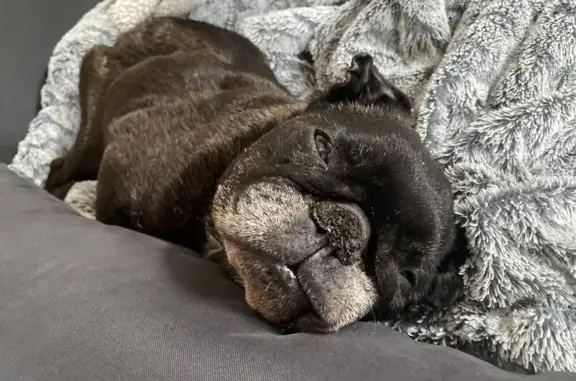 Chien perdu Lunéville, photo : Chien âgé perdu à Lunéville