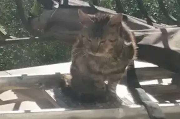 Chat maigre trouvé à La Trinité - photo