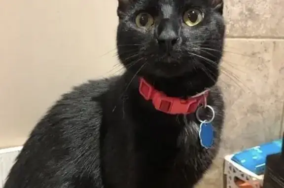 Lost Black Cat in South Jordan - Help Find Him!