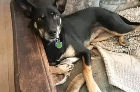 Lost Kelpie near Glenelg Hwy - Help Find!