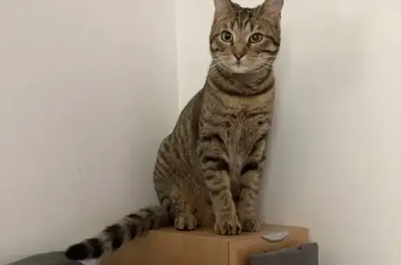 Animaux perdus , photo: Chat tigré perdu à Trémont