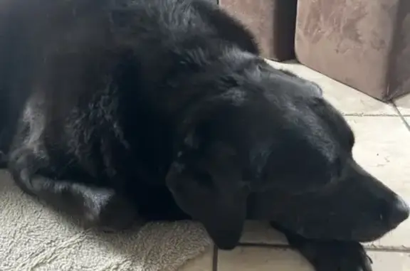 Labrador noir trouvé à Chatou