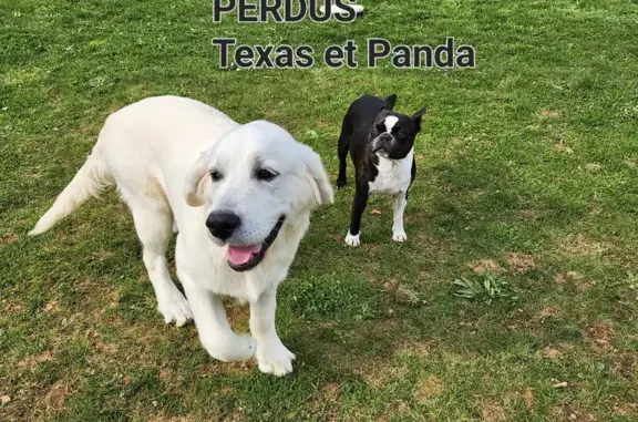 Chien perdu , photo : Chien et Panda perdus à Martainville