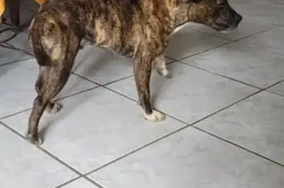 Chien perdu à L'Isle-Jourdain - photo