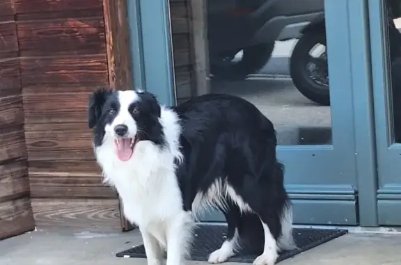 Chien Border Collie perdu à Lacenas - photo
