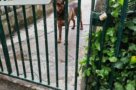 Chien perdu près de la coulée verte - photo