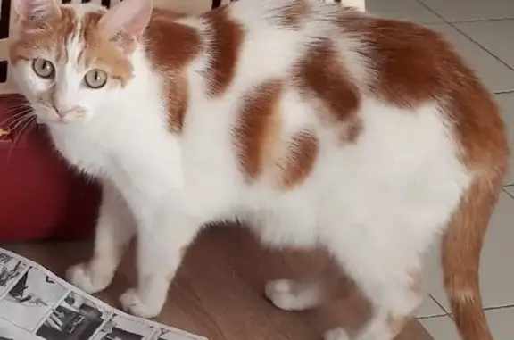 Animaux perdus Vaulx-Milieu, photo: Chatte blanche/rousse perdue à Vaulx