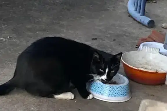 Chaton timide trouvé à Bron - photo
