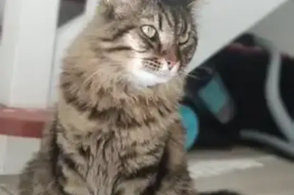Animaux perdus Trélissac, photo: Chat tigré long poil perdu