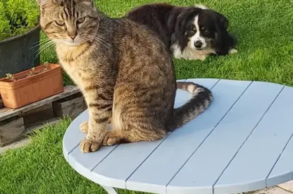 Chat perdu, , photo: Chat tigré perdu à Criquebeuf