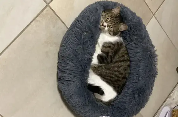 Chat perdu, Houdan, photo: Chatte tigrée perdue à Houdan