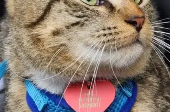 Lost Calm Cat Gigi - Heart Collar - Reward!