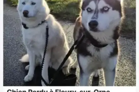 Chien perdu Fleury-sur-Orne, photo : Deux Huskys perdus à Fleury