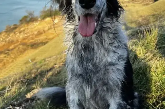 Chien perdu: Setter/Collie à Anglet - photo