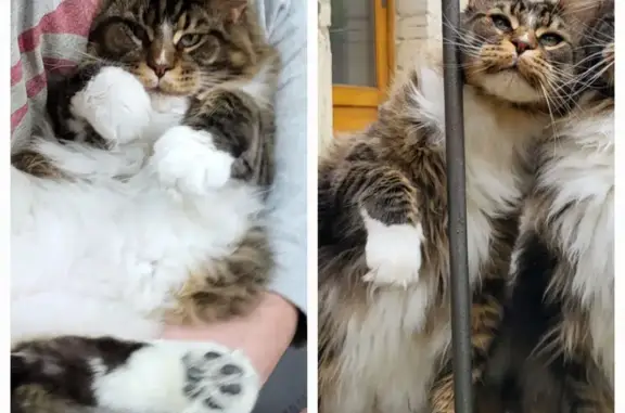 Animaux perdus , photo: Chat Maine Coon Tyrion perdu à Nogent