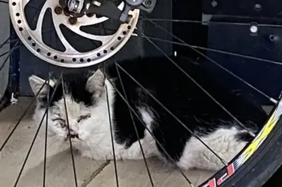 Chat blessé et peureux trouvé - photo