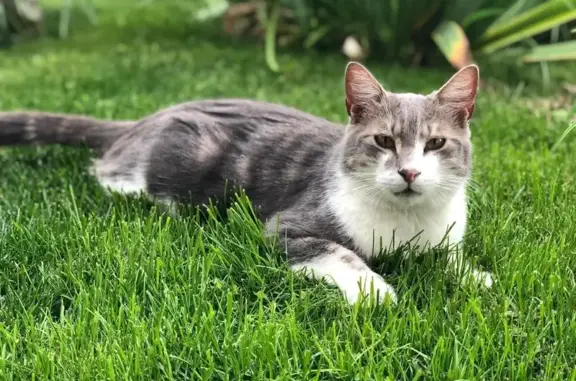 Animaux perdus Romilly-sur-Seine, photo: Chat tigré gris-blanc perdu
