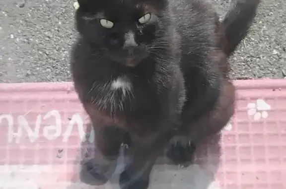 Chat noir blessé trouvé à Ansac - photo