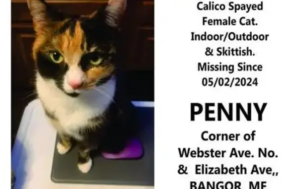 Lost Calico Cat in Bangor, ME - Help Find Penny!