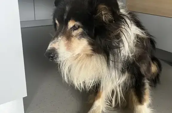 Chien retrouvé à Savigny R. Peupliers - photo