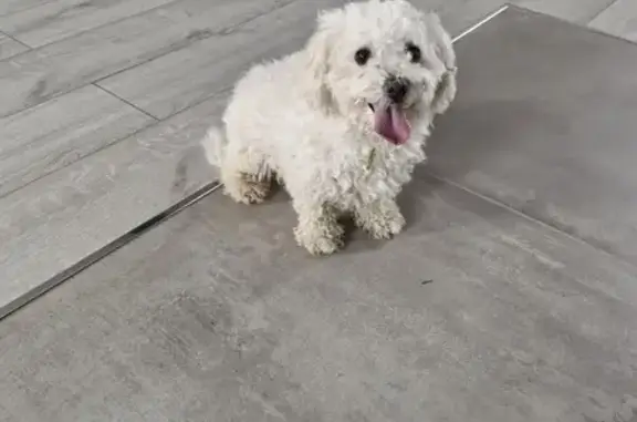 Chien perdu à Hayange retrouvé - photo
