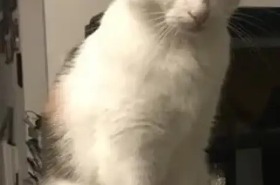 Animaux perdus Limoges, photo: Chatte tricolore perdue à Limoges