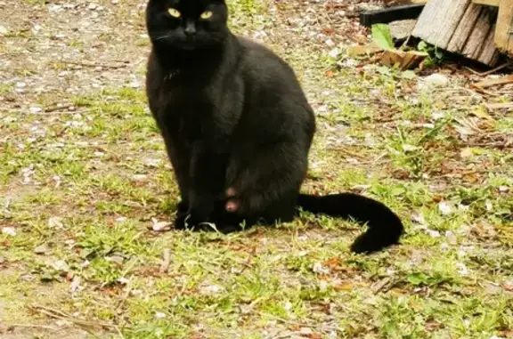 Chatte handicapée et ses chatons - photo