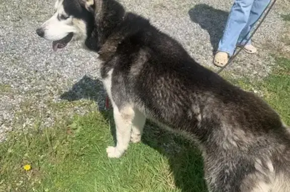 Husky gentil trouvé à St-Aubin - photo