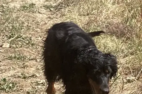 Animaux perdus , photo: Pimpa, Setter Gordon perdu à Caudecoste