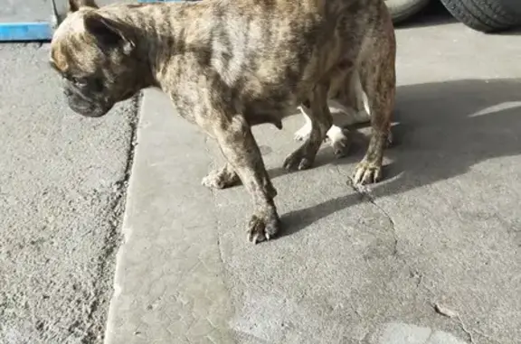 Chien perdu Domérat, photo : Chien Bouledogue Français Volé