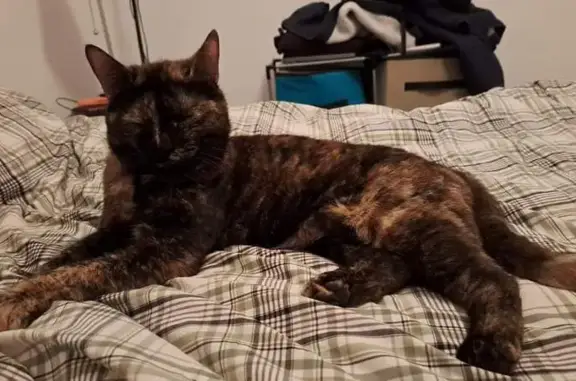 Animaux perdus Bourg-lès-Valence, photo: Chatte écaille disparue à Bourg-lès-Valence