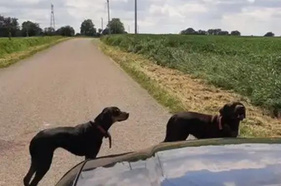 Animaux perdus , photo: Alerte: Fugue de Petruska et Simca