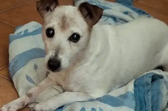 Chien perdu Trédrez-Locquémeau, photo : Chien perdu à Trédrez-Locquémeau