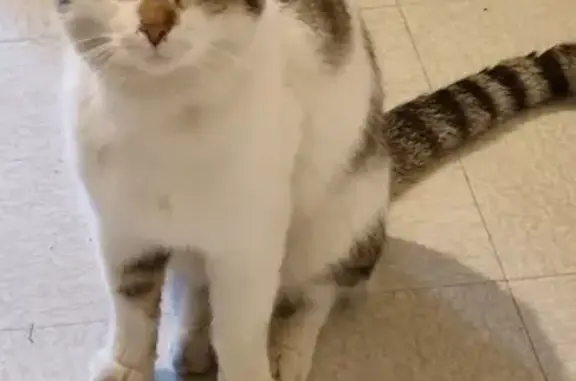 Chat perdu retrouvé à Blainville - photo