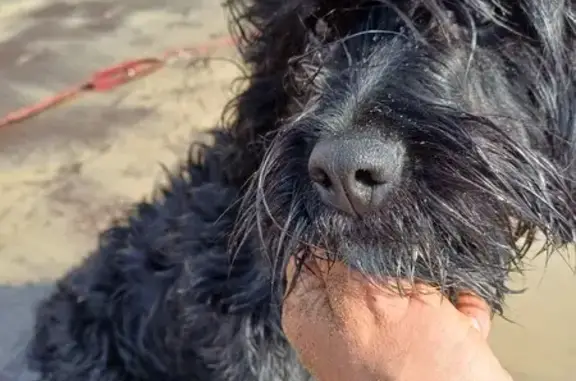 Animaux trouvés Listrac-Médoc, photo: Chienne noire trouvée à Montalivet