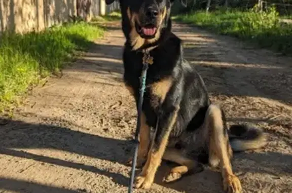 Loky, chien noir/fauve perdu - photo