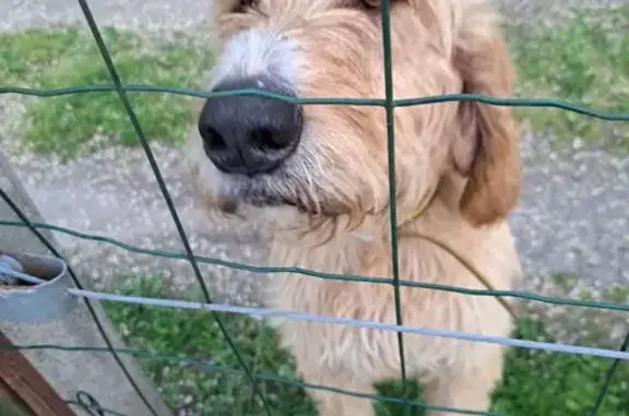 Chien perdu à Cendras #99 - photo