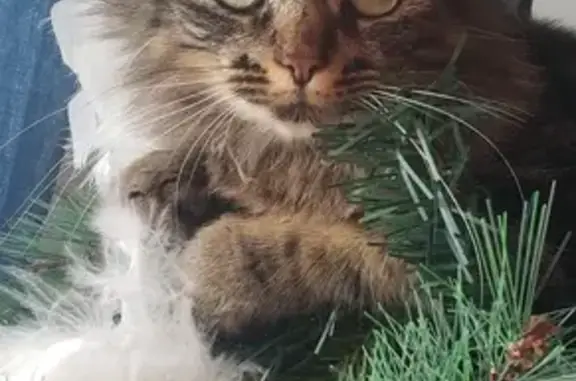 Chat perdu, Riantec, photo: Chatte tigrée perdue à Kerostin