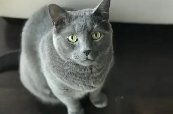 Help Find Gray: Lost Cat in Grove City!