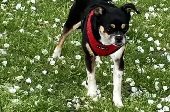 Lost Dog in NYC: 7yr Chihuahua-Terrier Mix