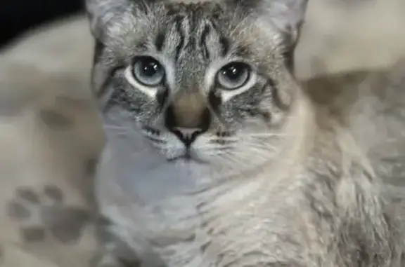 Lost Siamese Lynx Cat Casper -...
