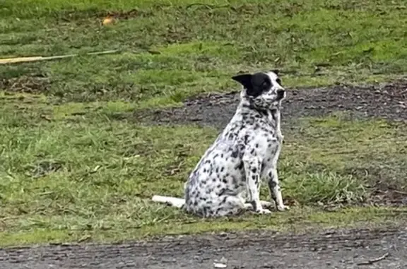 Lost Dog Alert: Clover, Pink Collar - Albany!