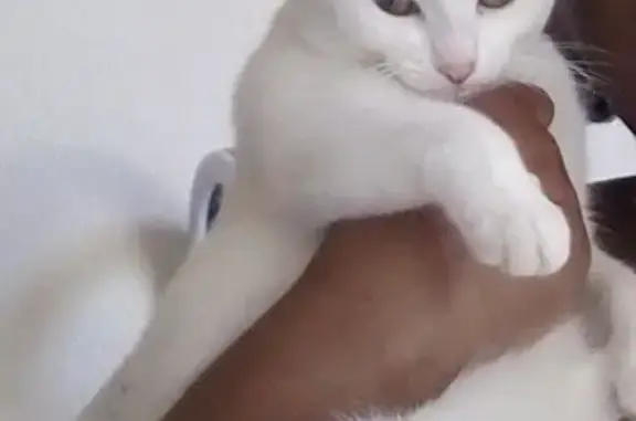 Found pets , photo: Lost White Cat with Black V Mark - Beverley Rd 610