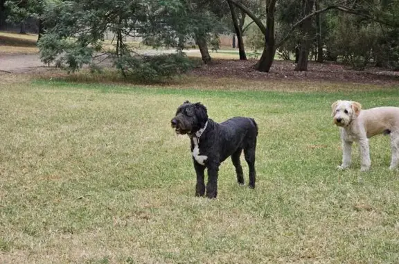 Help Find Jeanie: Lost Bordoodle in Boroondara!