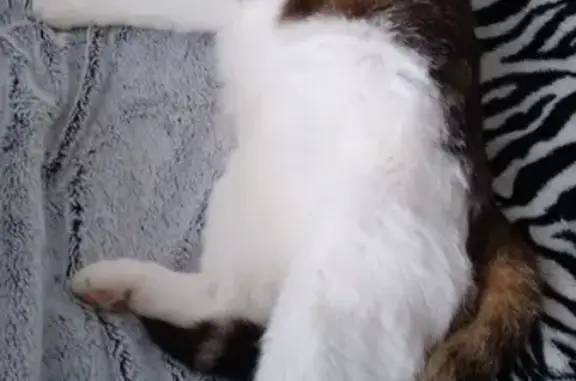 Chat castré affectueux trouvé - photo